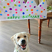Appy a rejoint le concours — aidez-le/la à gagner de superbes lots ! birthday, collar, colorful, decor, dog, floor, flowers, happy, indoor, labrador, living_room, paper_crown, pet, polka_dots, sitting, smiling, table, vase, wooden_floor, yellow_dog