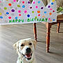 birthday, collar, colorful, decor, dog, floor, flowers, happy, indoor, labrador, living_room, paper_crown, pet, polka_dots, sitting, smiling, table, vase, wooden_floor, yellow_dog
