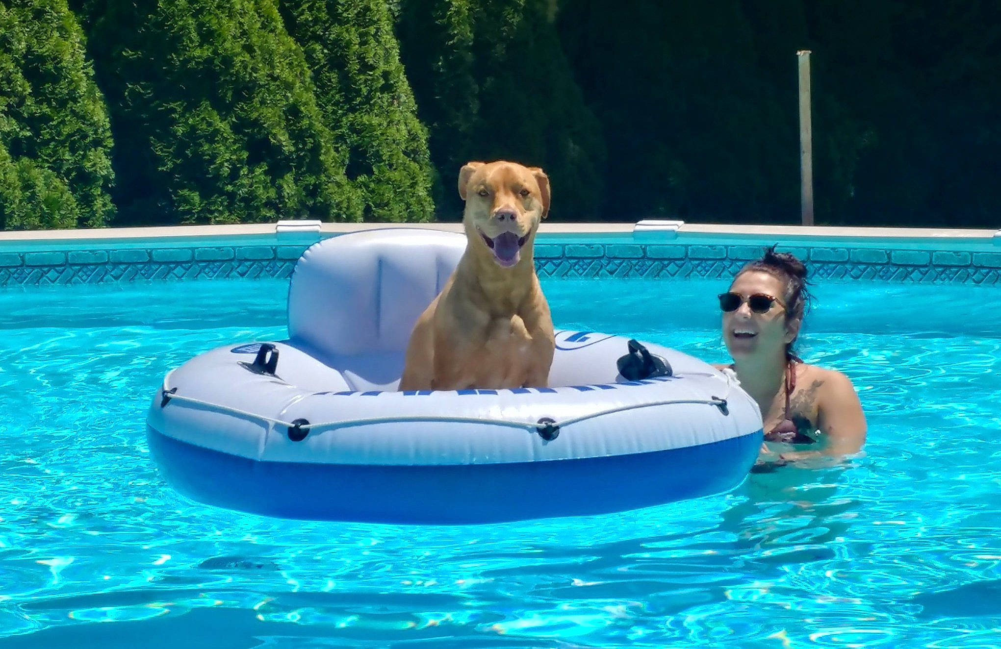 Carmella joined the competition — help win amazing prizes! canidae, carnivore, companion_dog, dog, fun, games, inflatable, leisure, recreation, swimming_pool, vacation