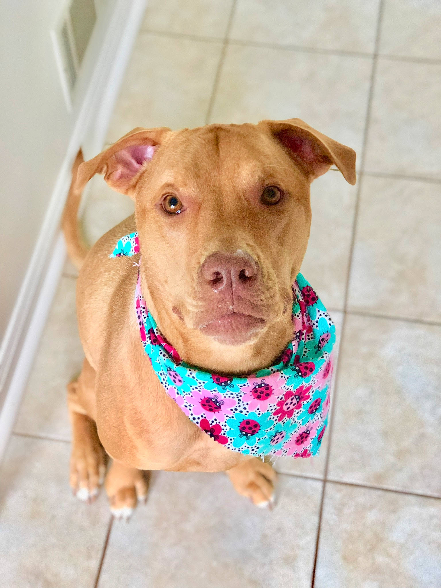Carmella is registered to the contest to win money with this photo: american_pit_bull_terrier, american_staffordshire_terrier, canidae, carnivore, companion_dog, dog, dog_breed, dog_collar, ear, fawn, mammal, non_sporting_group, nose, pit_bull, puppy, snout, sporting_group, tile
