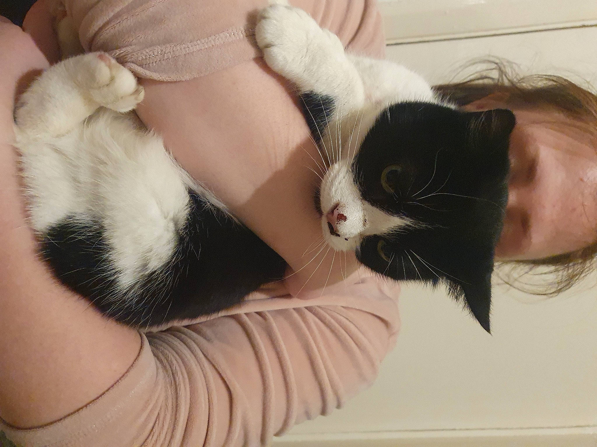 Princess is registered to the contest to win money with this photo: black_hair, carnivore, cat, comfort, ear, eyelash, felidae, finger, gesture, hair, hand, head, mammal, nail, neck, small_to_medium_sized_cats, snout, thigh, whiskers, wrist