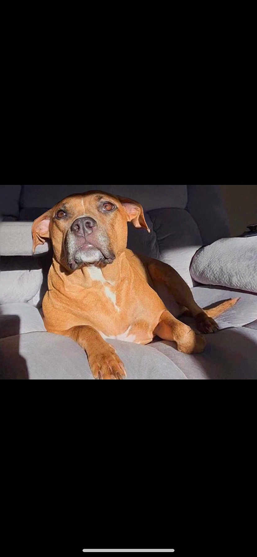 Ruby is registered to the contest to win money with this photo: dog, brown_dog, lounge, couch, indoor, pet, sunlight, relaxed, canine, animal, comfortable, fur, ears, snout, paw, home, furniture, resting, domestic, portrait