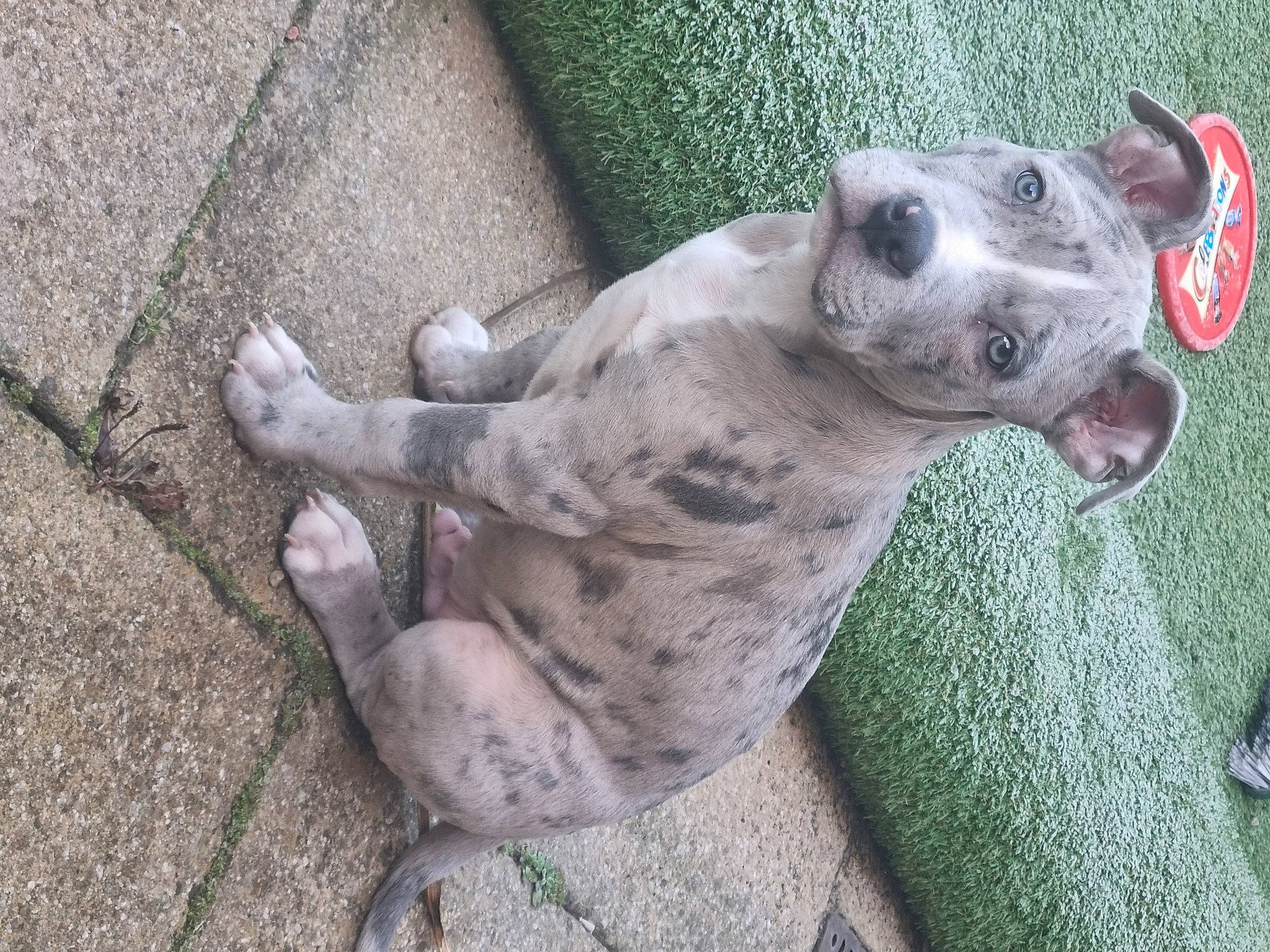 Bjorn joined the competition — help win amazing prizes! canidae, carnivore, collar, companion_dog, dog, dog_breed, dog_collar, dog_supply, fawn, grass, non_sporting_group, paw, pet_supply, road_surface, snout, sporting_group, tail, terrestrial_animal, whiskers, working_animal