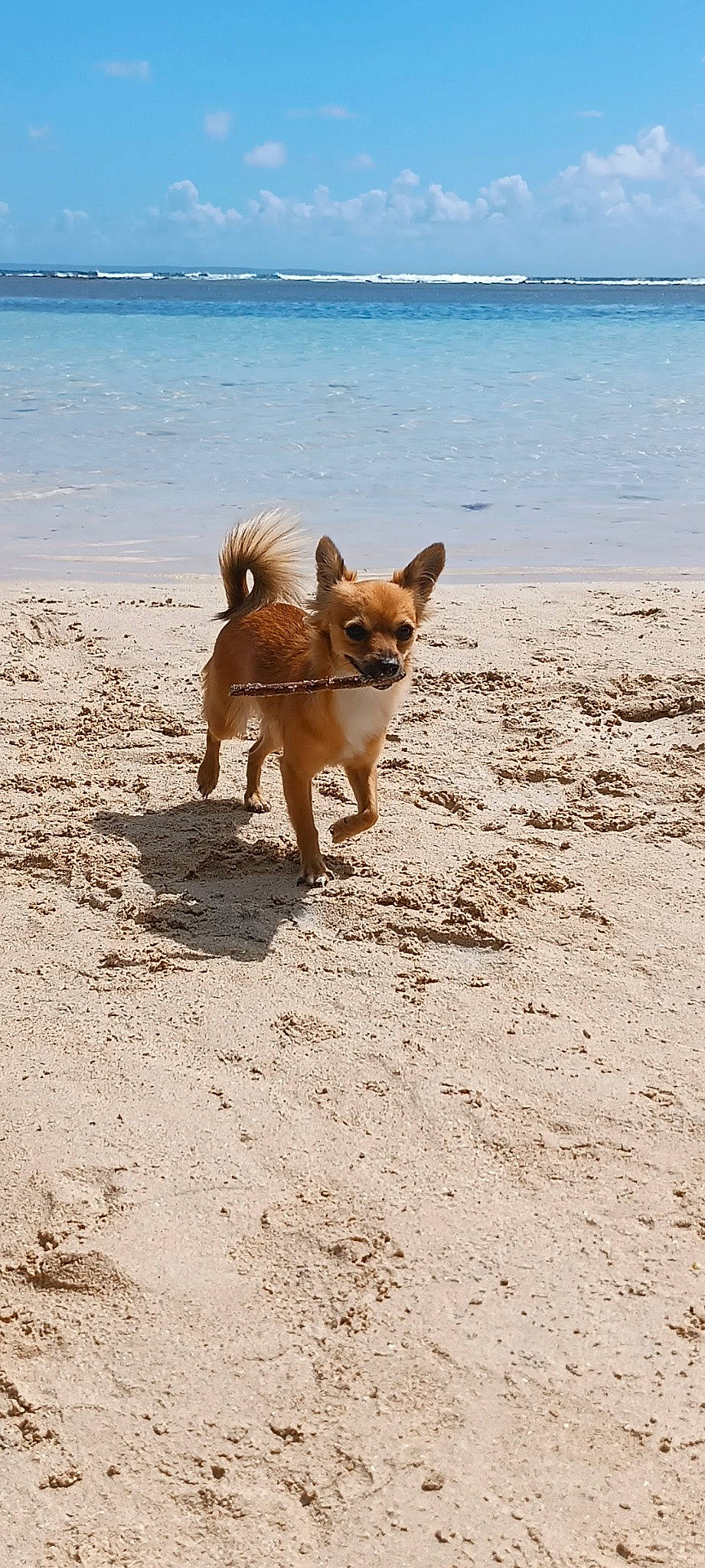 Winky a rejoint le concours — aidez-le/la à gagner de superbes lots ! beach, cardigan_welsh_corgi, carnivore, companion_dog, dog, dog_breed, fawn, horizon, lake, landscape, leisure, ocean, sand, sky, spitz, tail, toy_dog, water, wood, working_animal