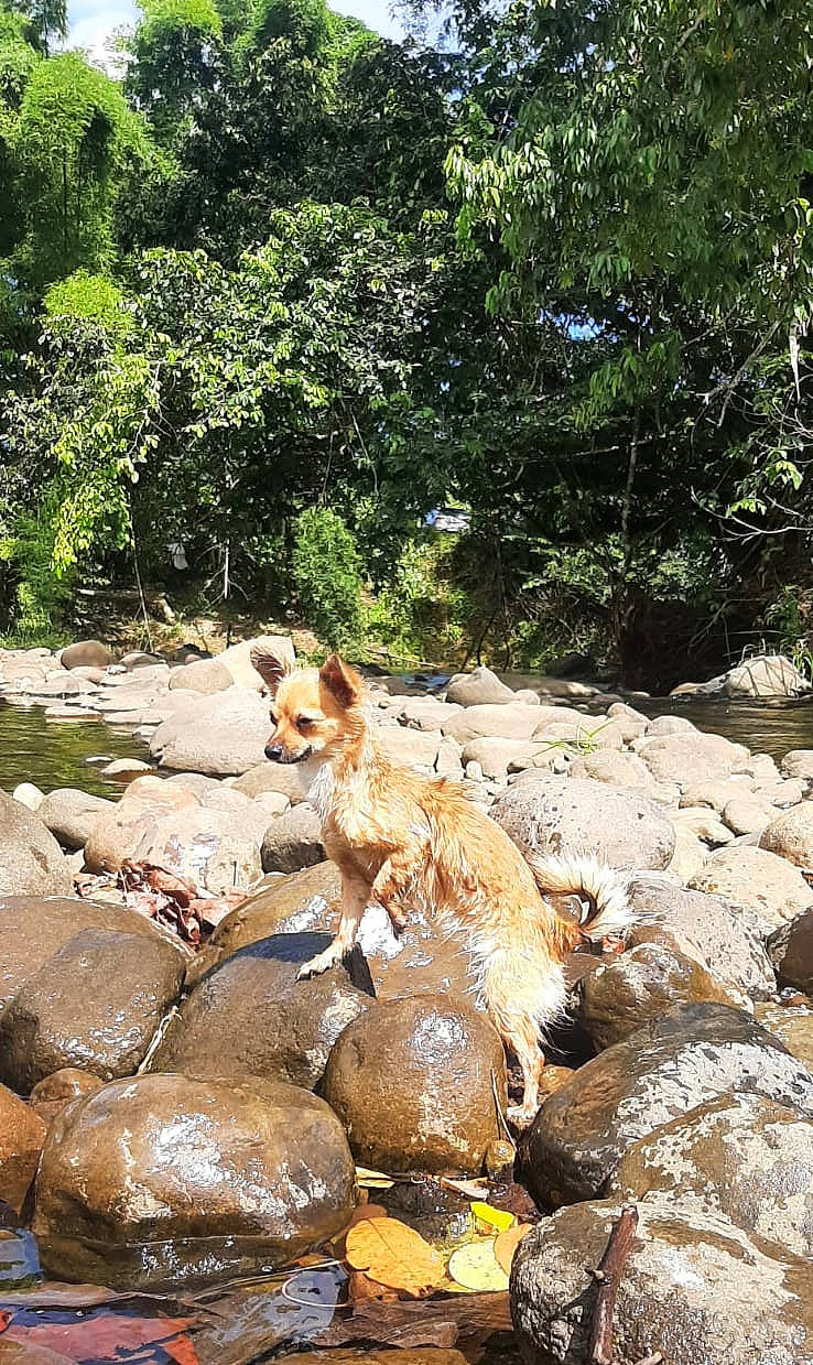 Winky participe au concours pour gagner de l'argent avec cette photo : arroyo, bedrock, carnivore, creek, fawn, fluvial_landforms_of_streams, forest, grass, landscape, mountain_river, natural_landscape, outcrop, plant, riparian_zone, rock, stream, tree, water, watercourse, wildlife