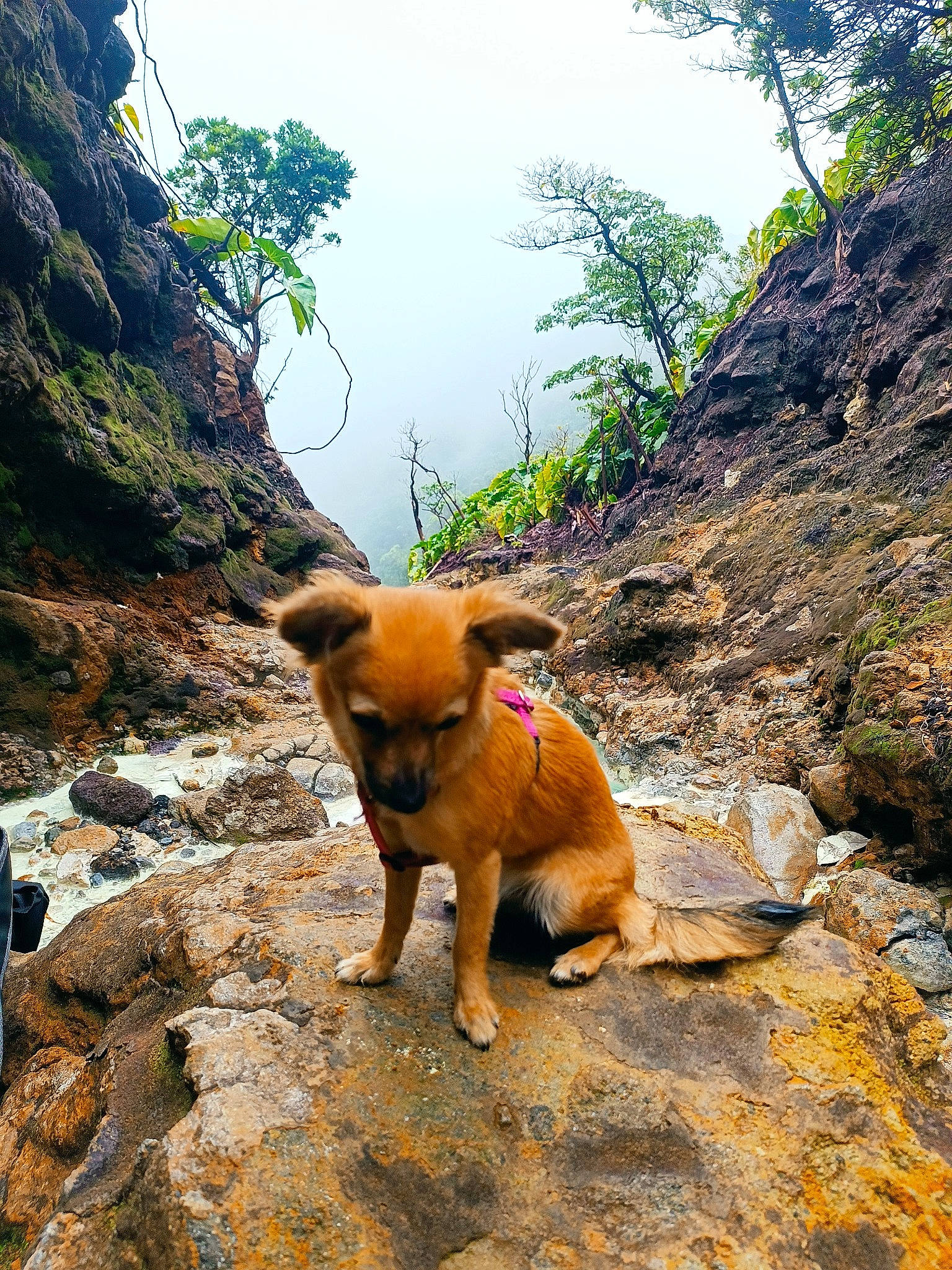 Winky a rejoint le concours — aidez-le/la à gagner de superbes lots ! adventure, bedrock, canidae, carnivore, dog, dog_breed, fawn, geological_phenomenon, hill, landscape, livestock, mountain, plant, road, sky, snout, sporting_group, trail, tree, working_animal