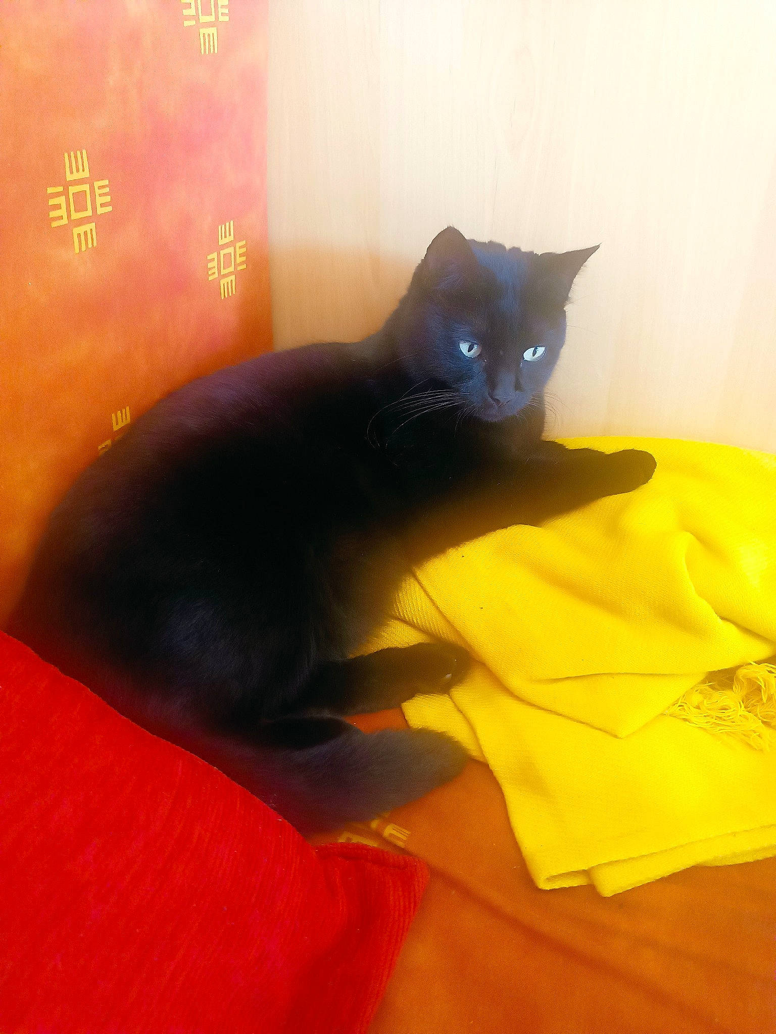 Piwi a rejoint le concours — aidez-le/la à gagner de superbes lots ! amber, black_cat, bombay, carnivore, cat, comfort, domestic_short_haired_cat, felidae, flooring, fur, hardwood, magenta, orange, room, shadow, small_to_medium_sized_cats, tail, tints_and_shades, whiskers, wood