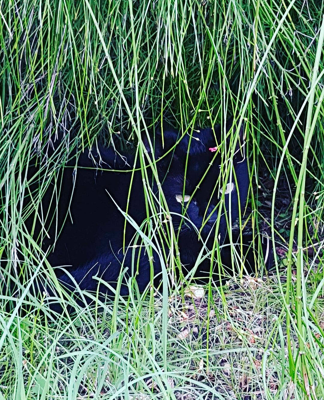 Piwi participe au concours pour gagner de l'argent avec cette photo : agriculture, circle, electric_blue, flowering_plant, grass, grass_family, grassland, groundcover, herbaceous_plant, natural_landscape, pasture, pattern, plant, poales, prairie, sedge_family, terrestrial_animal, terrestrial_plant, tree, twig