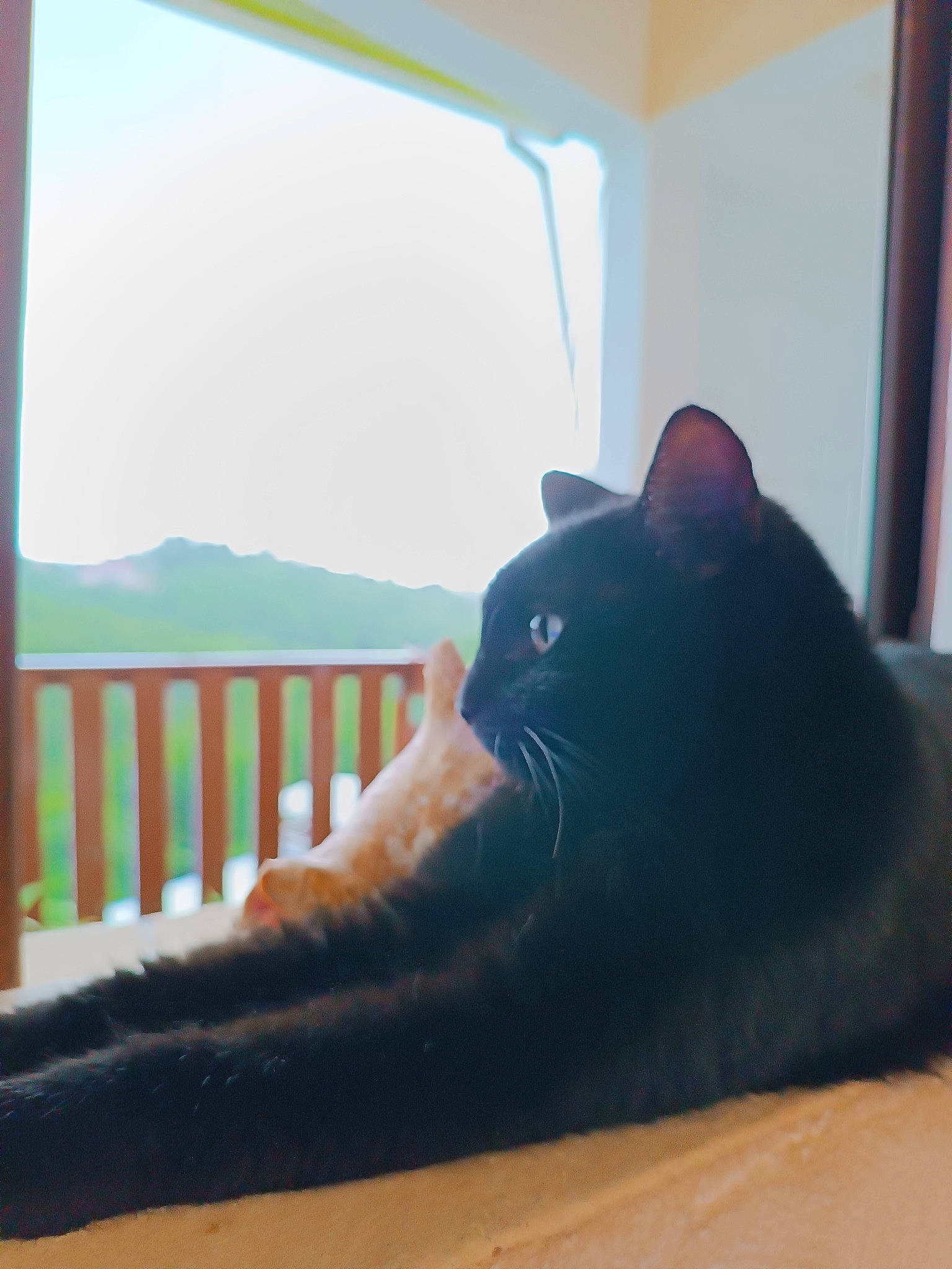 Piwi a rejoint le concours — aidez-le/la à gagner de superbes lots ! bed, black_cat, carnivore, cat, comfort, fawn, felidae, foot, fur, furniture, human_leg, leg, sky, small_to_medium_sized_cats, snout, tail, tints_and_shades, whiskers, window, wood