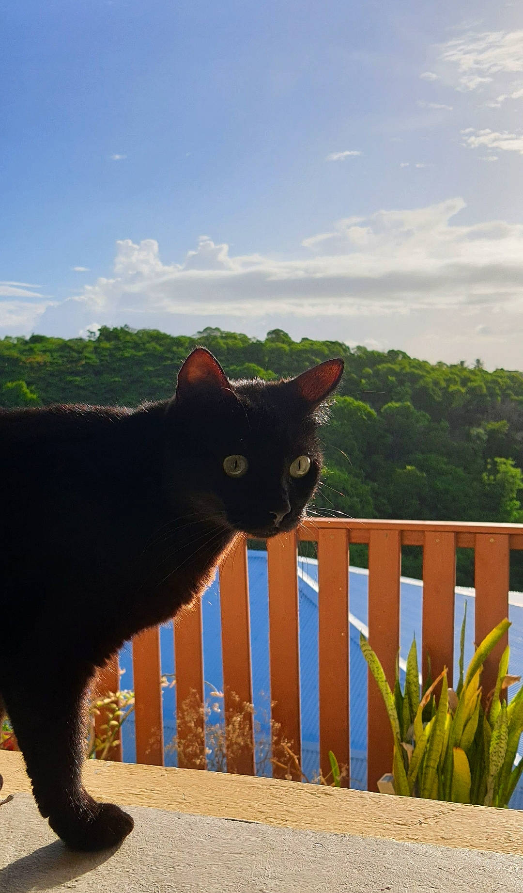 Piwi participe au concours pour gagner de l'argent avec cette photo : carnivore, cat, cloud, domestic_short_haired_cat, felidae, fence, grass, home_fencing, landscape, picket_fence, plant, shrub, sky, small_to_medium_sized_cats, snout, tail, tree, whiskers, window, wood
