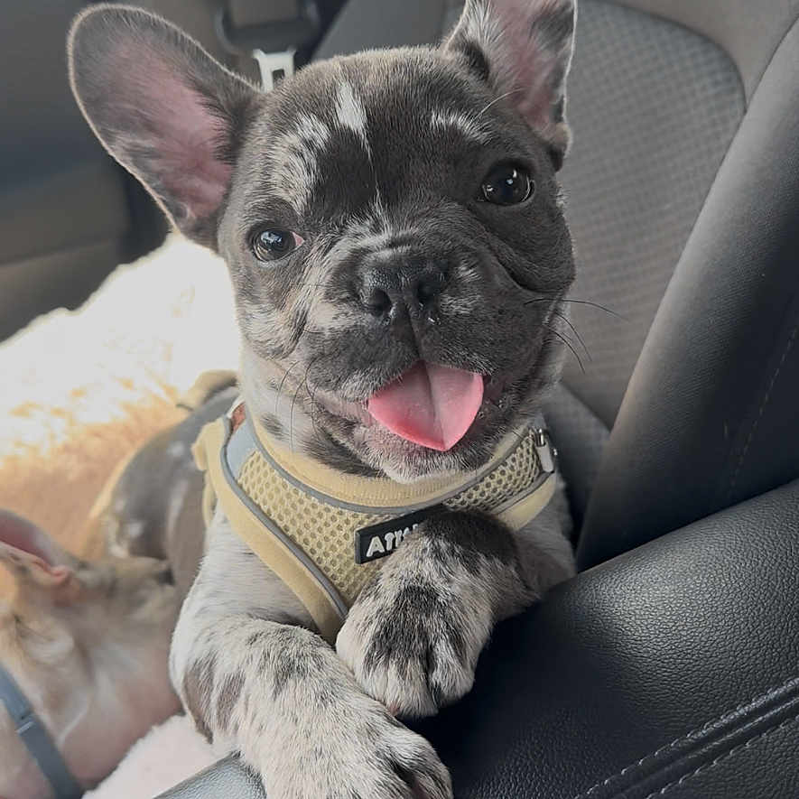 Mr French