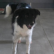 Sam a rejoint le concours — aidez-le/la à gagner de superbes lots ! animal, black_and_white, cabinet, canine, companion, dog, domestic, ears, floor_tiles, fur, happy, house, indoor, looking, mat, mouth_open, pet, standing, tail, tile_floor