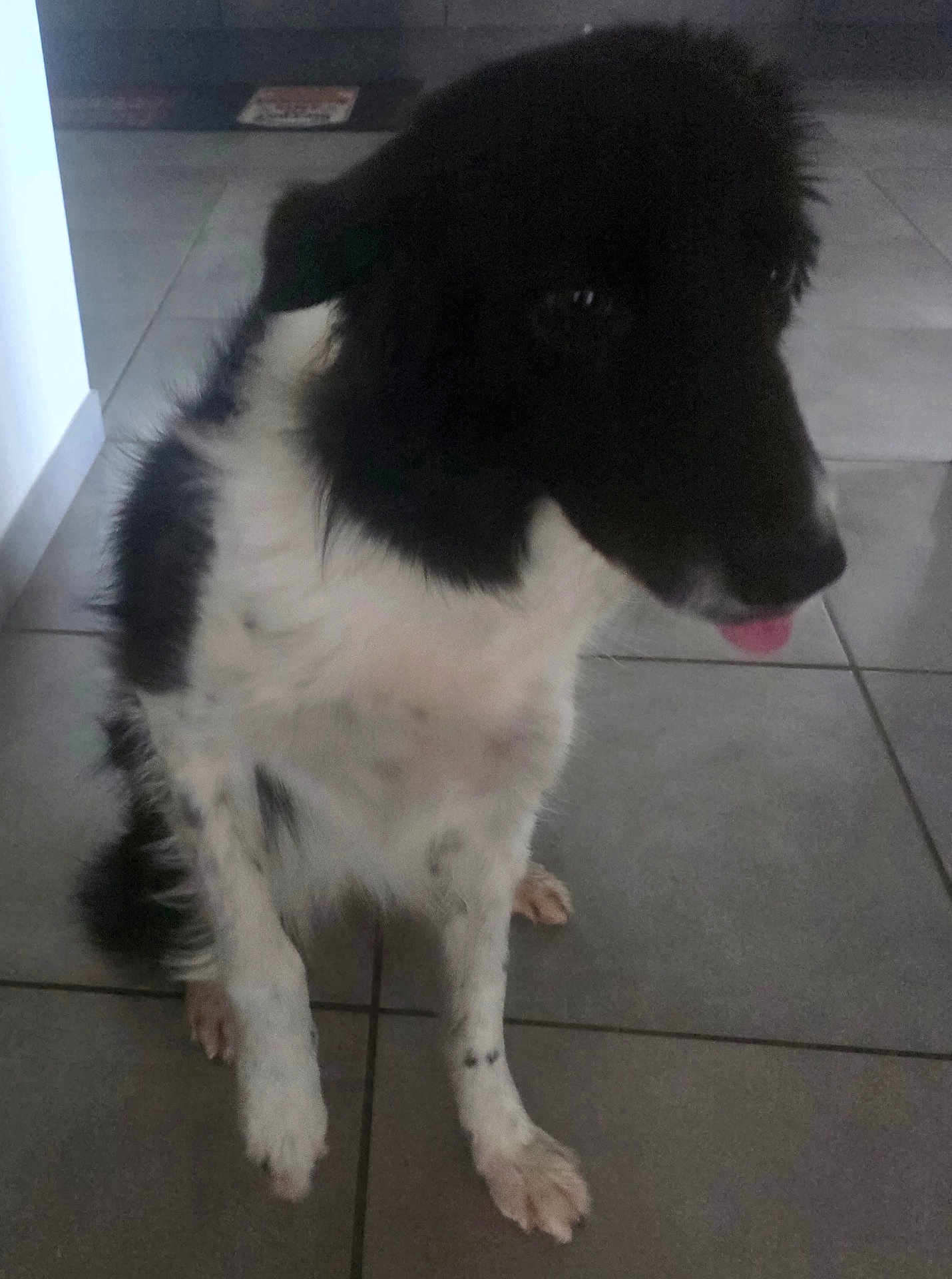 Sam participe au concours pour gagner de l'argent avec cette photo : animal, black_and_white, canine, companion, cute, dog, domestic_animal, ears, floor, fur, indoor, muzzle, paw, pet, quiet, shy, side_view, sitting, tile_floor, tongue
