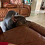 Athena joined the competition — help win amazing prizes! dog, gray_dog, leather_chair, brown_leather, living_room, couch, blanket, tiled_floor, relaxed, resting, indoor, furniture, home, pet, domestic, quiet, cozy, side_view, animal, rest