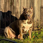 Athena joined the competition — help win amazing prizes! dog, outdoor, sunlight, shadow, wooden_fence, grass, pet, animal, sitting, daylight, nature, brown, white_markings, muscular, canine, quiet, calm, portrait, backyard, flower