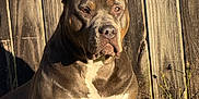Athena is registered to the contest to win money with this photo: dog, muscular, pitbull, outdoor, fence, sunlight, grass, flowers, brown, white, pet, animal, nature, portrait, ears, canine, alert, sitting, shadow, daylight