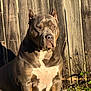 dog, muscular, pitbull, outdoor, fence, sunlight, grass, flowers, brown, white, pet, animal, nature, portrait, ears, canine, alert, sitting, shadow, daylight