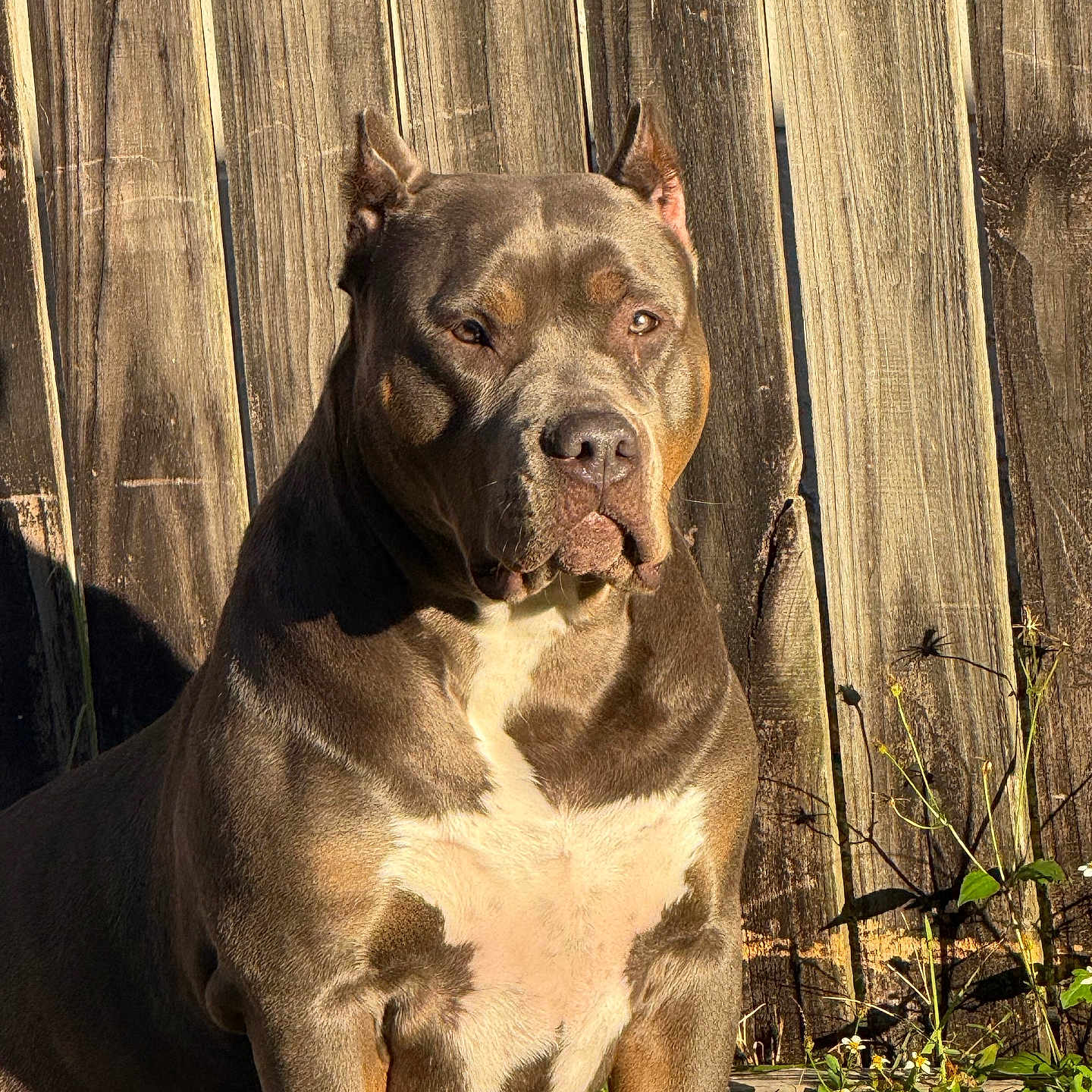 Athena is registered to the contest to win money with this photo: alert, animal, brown, canine, daylight, dog, ears, fence, flowers, grass, muscular, nature, outdoor, pet, pitbull, portrait, shadow, sitting, sunlight, white