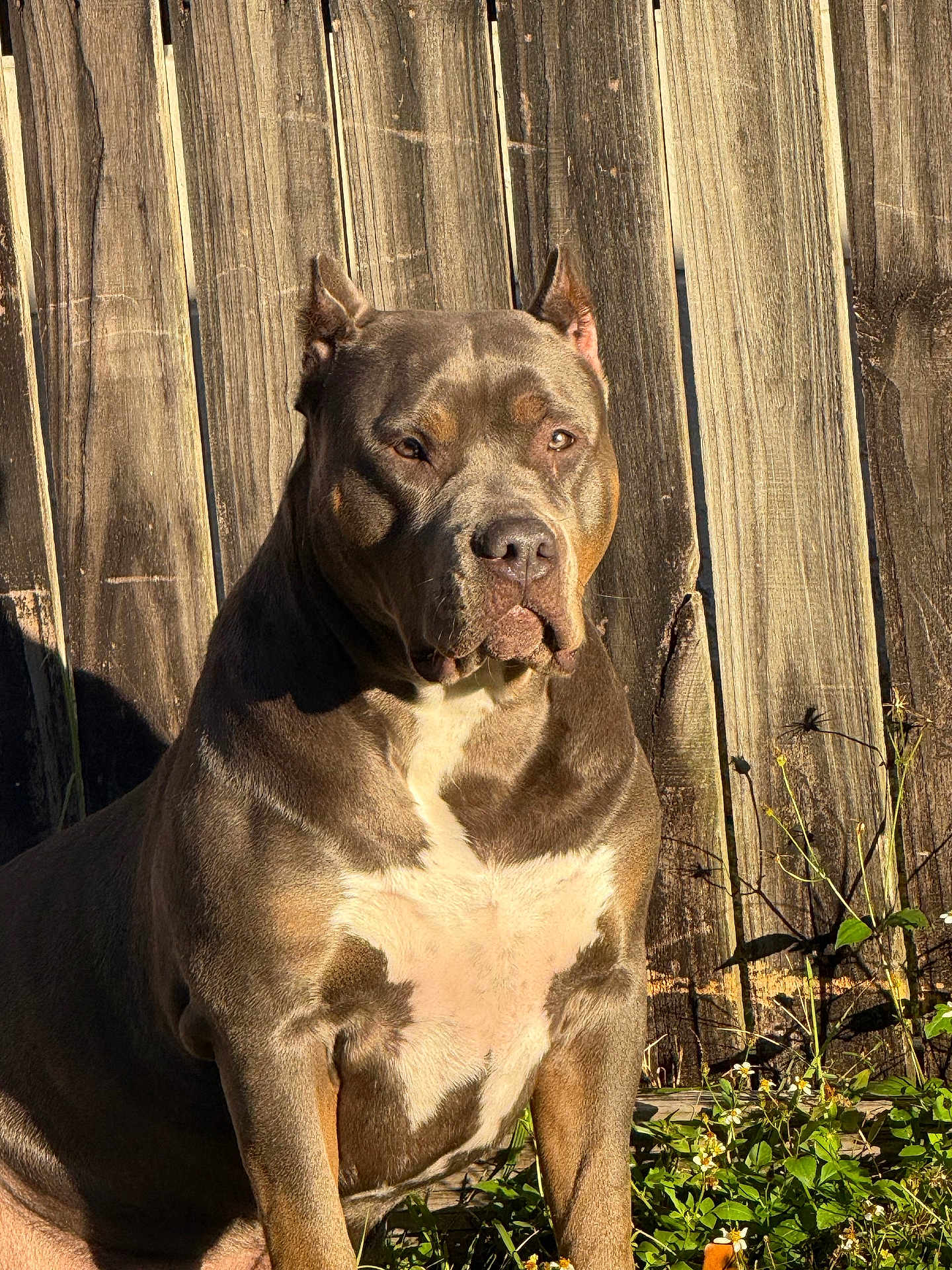 Athena