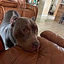 Athena is registered to the contest to win money with this photo: dog, gray_dog, leather_chair, indoor, living_room, pet, resting, head, floor, tile_floor, furniture, home, cozy, brown, ears, face, closeup, animal, canine, relaxed