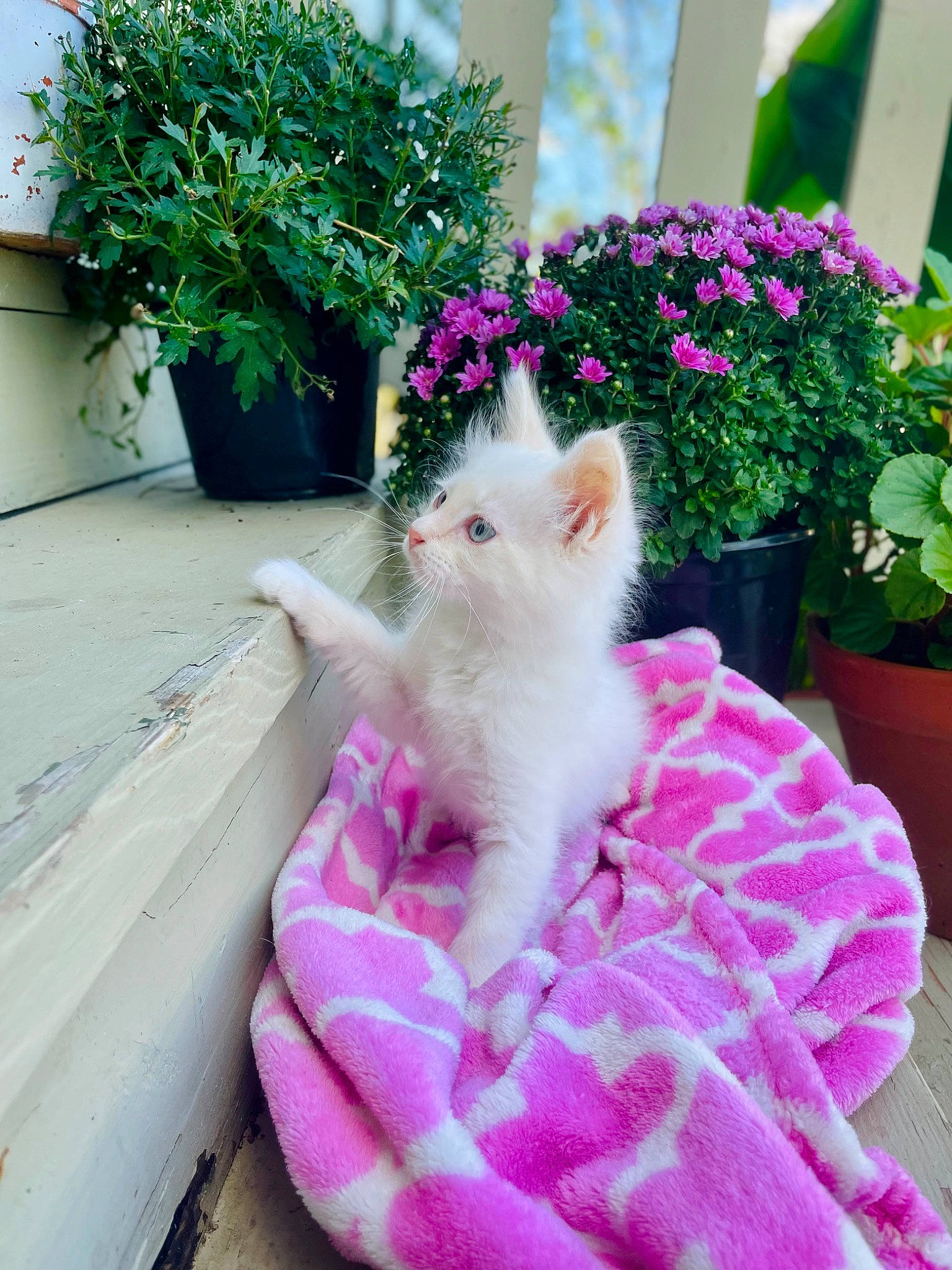 Bluey is registered to the contest to win money with this photo: annual_plant, carnivore, cat, companion_dog, fawn, felidae, flower, flowerpot, grass, houseplant, magenta, petal, pink, plant, shrub, small_to_medium_sized_cats, tail, toy, whiskers, window