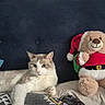 Alaska participe au concours pour gagner de l'argent avec cette photo : cat, teddy_bear, santa_outfit, bed, pillow, blue_pillow, patterned_pillow, headboard, indoor, relaxed, cozy, feline, plush_toy, holiday, christmas, resting, animal, soft_toy, domestic, cute