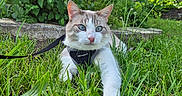 Alaska participe au concours pour gagner de l'argent avec cette photo : cat, grass, outdoor, harness, leash, blue_eyes, greenery, garden, plants, nature, pets, animal, feline, closeup, daylight, curious, resting, background, greenhouse, wildlife
