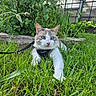 cat, grass, outdoor, harness, leash, blue_eyes, greenery, garden, plants, nature, pets, animal, feline, closeup, daylight, curious, resting, background, greenhouse, wildlife