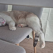 Alaska participe au concours pour gagner de l'argent avec cette photo : cat, sleeping, chair, furniture, indoor, pet, relaxed, cozy, fur, paw, tail, pink_nose, domestic_cat, resting, wooden_floor, curtain, home, animal, cute, lazy
