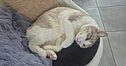 Alaska participe au concours pour gagner de l'argent avec cette photo : animal, blanket, blue_eyes, cat, chair, cozy, cushion, cute, feline, fur, home, indoor, paw, pet, pink_paw, relaxed, resting, sleepy, tile_floor, whiskers