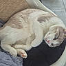 cat, feline, pet, indoor, resting, cozy, cushion, blanket, chair, paw, fur, blue_eyes, relaxed, cute, sleepy, home, animal, whiskers, pink_paw, tile_floor