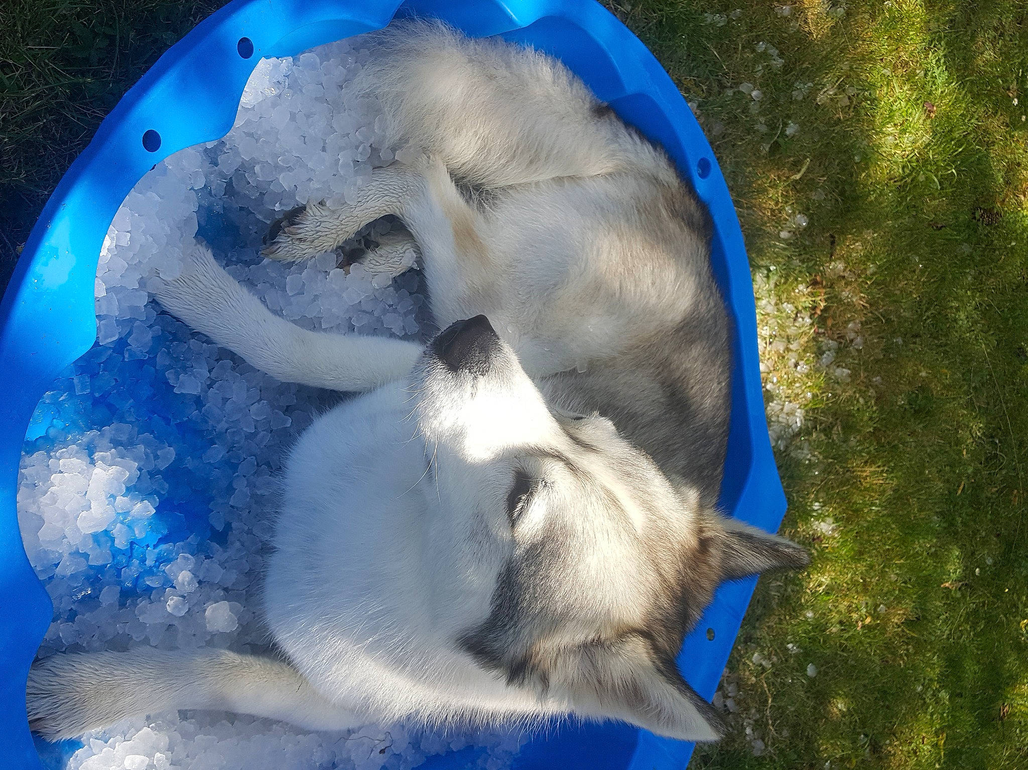 Looping participe au concours pour gagner de l'argent avec cette photo : blue, canidae, nose, snout