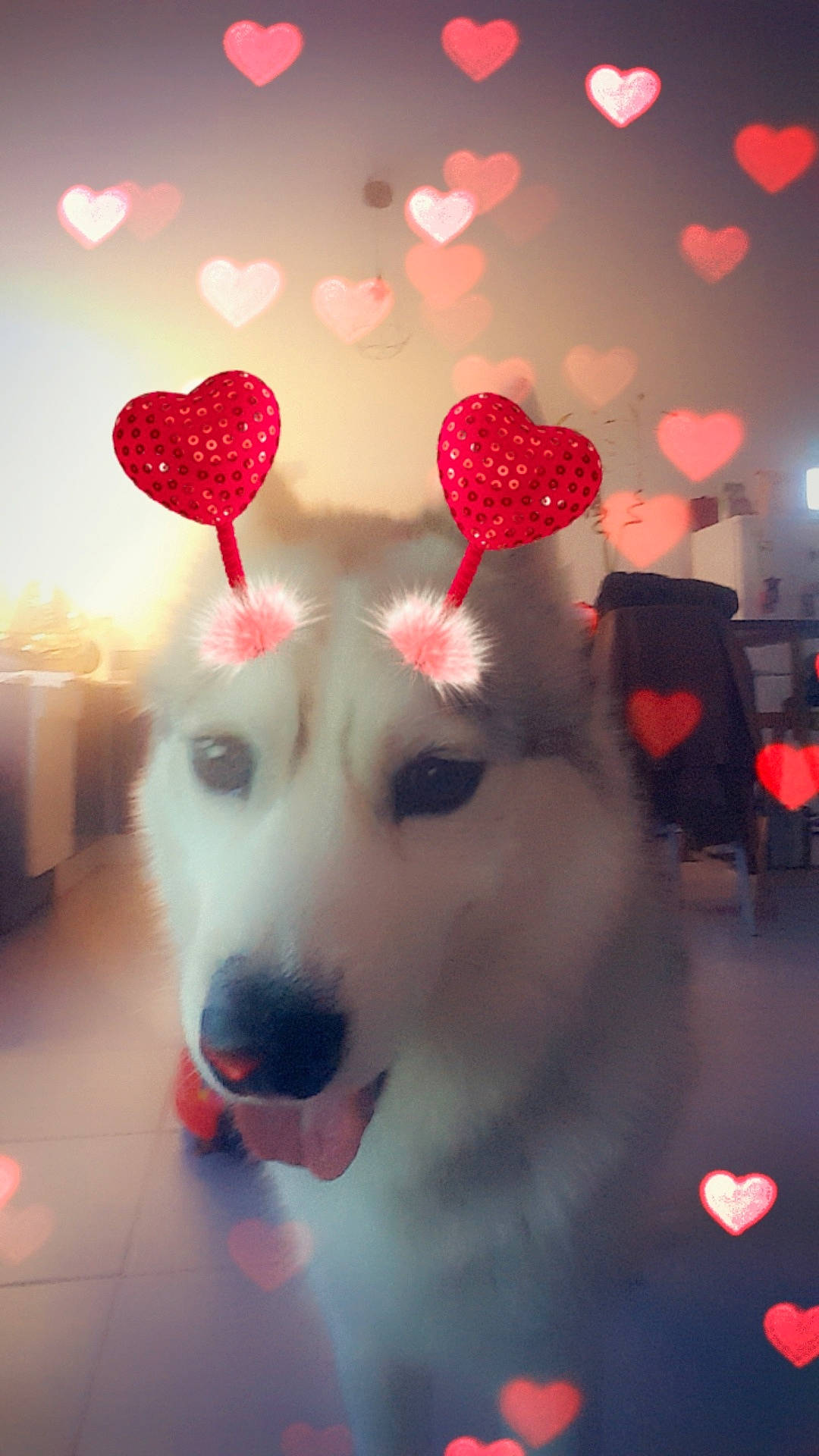 Looping a rejoint le concours — aidez-le/la à gagner de superbes lots ! canidae, carnivore, dog, dog_breed, samoyed, sky