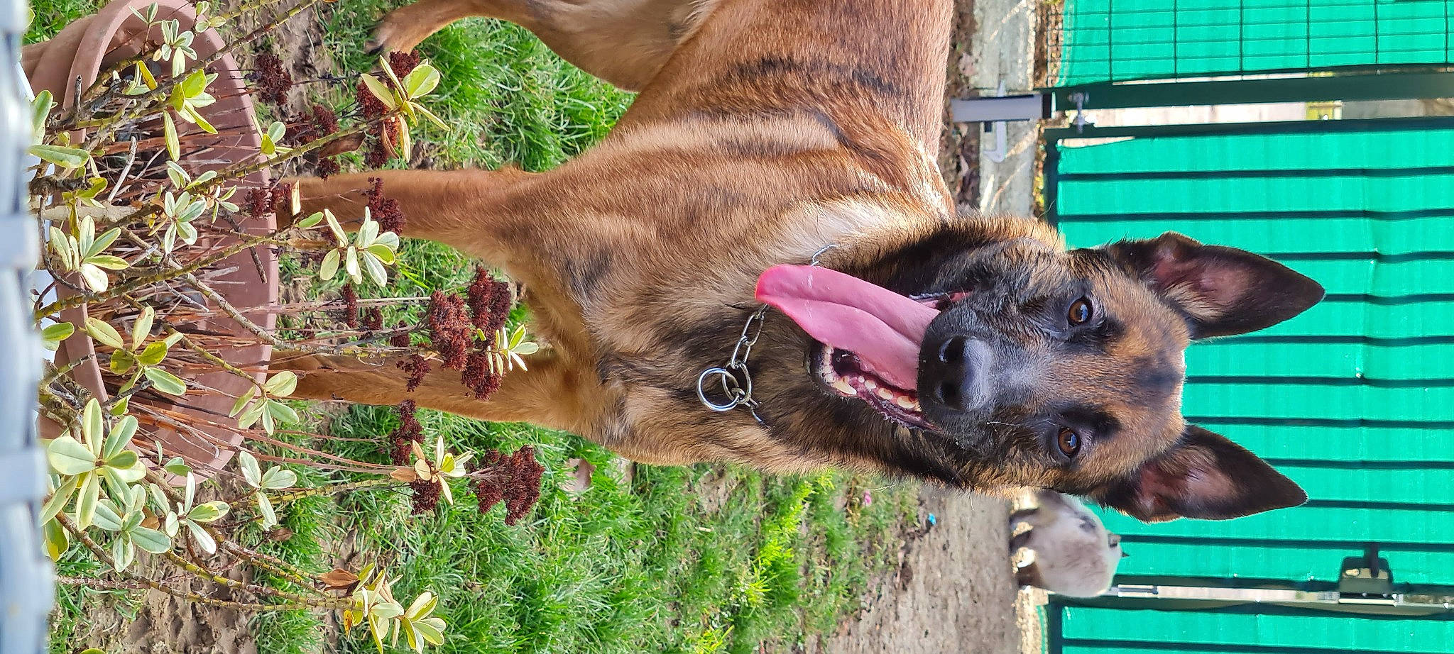 Oslo a rejoint le concours — aidez-le/la à gagner de superbes lots ! canidae, carnivore, collar, dog, dog_breed, fawn, grass, green, liver, mammal, natural_material, pack_animal, plant, snout, sporting_group, tail, terrestrial_animal, tree, vertebrate, working_animal