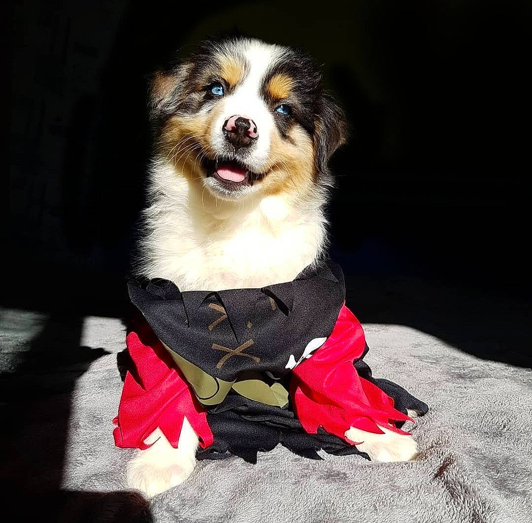 Rubby a rejoint le concours — aidez-le/la à gagner de superbes lots ! canidae, carnivore, collar, companion_dog, dog, dog_breed, dog_clothes, dog_collar, dog_supply, fawn, formal_wear, fur, leash, pet_supply, smile, sporting_group, terrestrial_animal, toy_dog, whiskers, working_animal