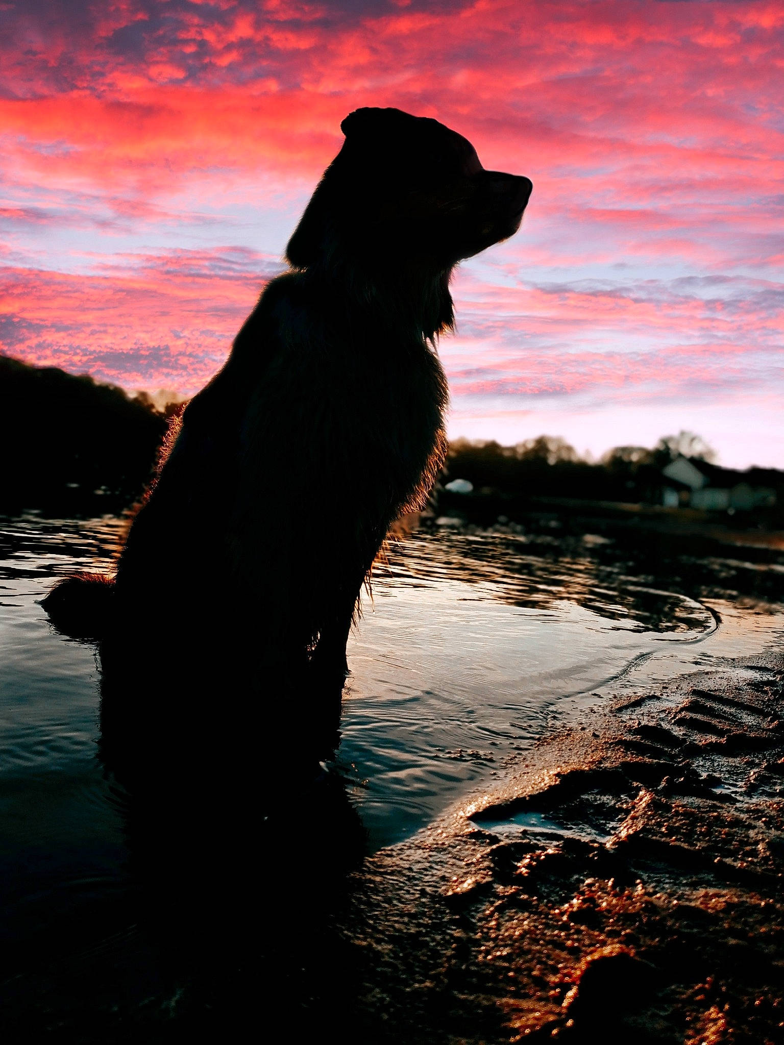 Rubby participe au concours pour gagner de l'argent avec cette photo : beach, canidae, carnivore, cloud, dog, dog_breed, dusk, evening, flash_photography, happy, hat, horizon, lake, landscape, people_in_nature, rock, sky, sporting_group, water, wind_wave