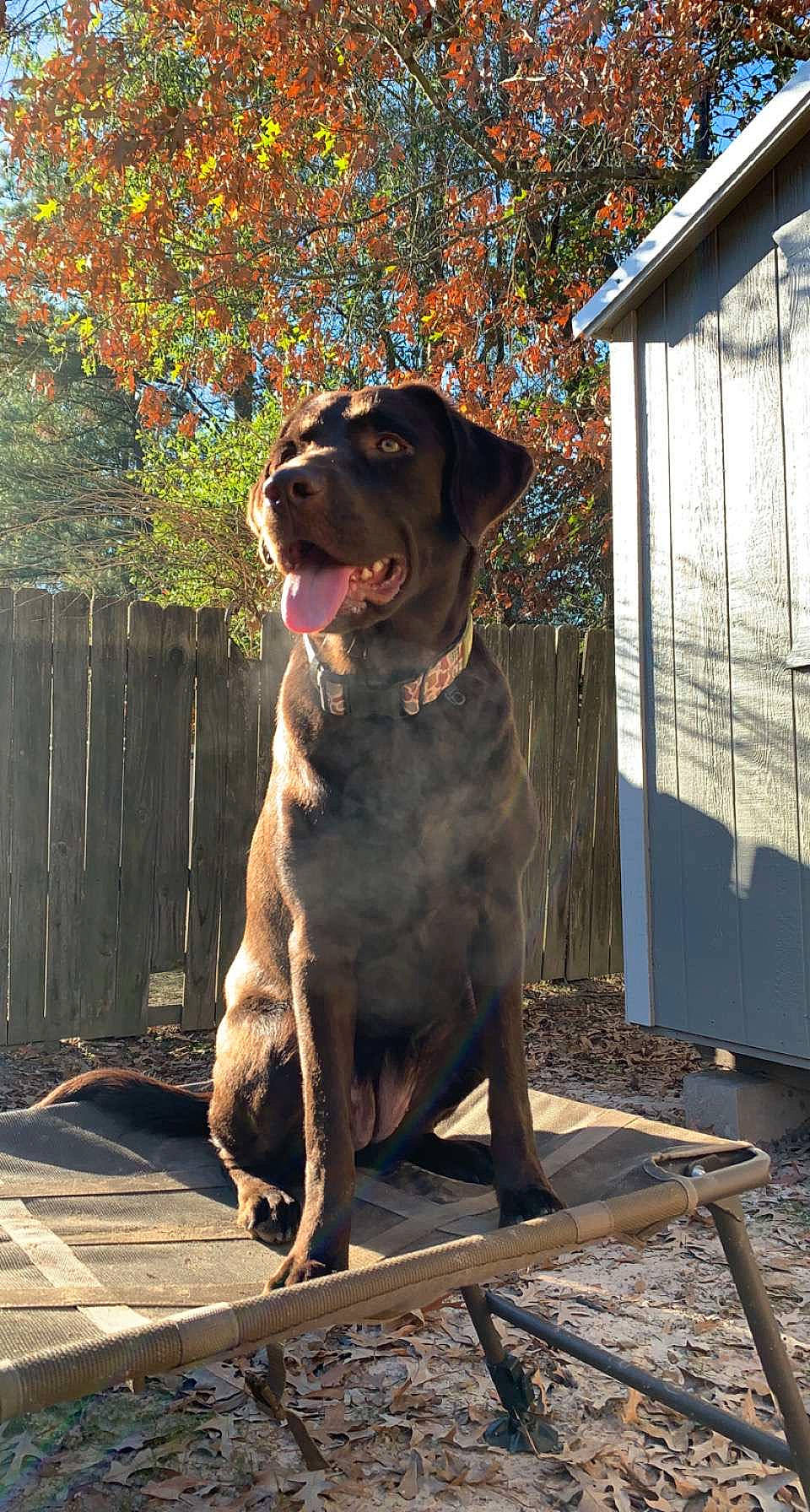 Annie joined the competition — help win amazing prizes! brown, canidae, carnivore, collar, companion_dog, dog, dog_breed, dog_collar, fawn, guard_dog, gun_dog, hunting_dog, liver, pet_supply, plant, snout, sporting_group, tints_and_shades, working_animal, working_dog