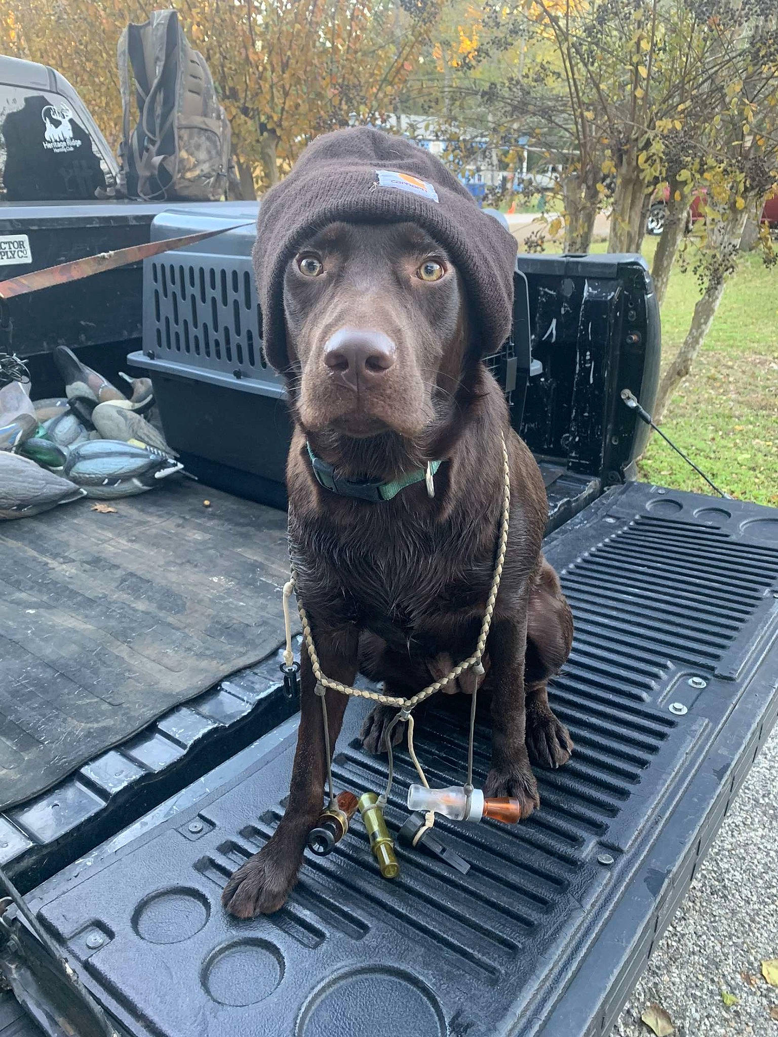 Annie is registered to the contest to win money with this photo: automotive_tire, bumper, canidae, carnivore, companion_dog, dog, dog_breed, dog_collar, gas, gun_dog, hat, liver, metal, pet_supply, plant, sculpture, snout, sporting_group, tree, working_animal