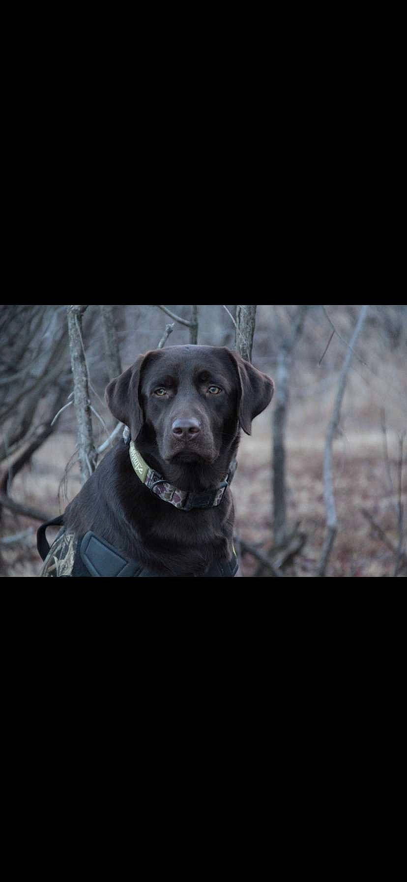 Annie joined the competition — help win amazing prizes! canidae, carnivore, companion_dog, dog, dog_breed, dog_collar, flash_photography, fur, grass, gun_dog, liver, monochrome_photography, plant, retriever, snout, sporting_group, tree, whiskers, winter, working_animal