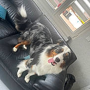 Taïga participe au concours pour gagner de l'argent avec cette photo : dog, australian_shepherd, black_leather_couch, indoor, tongue_out, happy, pet, fur, window, home, floor, playful, animal, furniture, smiling, canine, domestic, living_room, bright, tail