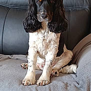 Pongo a rejoint le concours — aidez-le/la à gagner de superbes lots ! dog, black_and_white, long_ears, sitting, couch, blanket, pet, indoor, fur, animal, portrait, looking_at_camera, cozy, leather, canine, cute, companion, domestic, relaxed, friendly