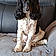 Pongo