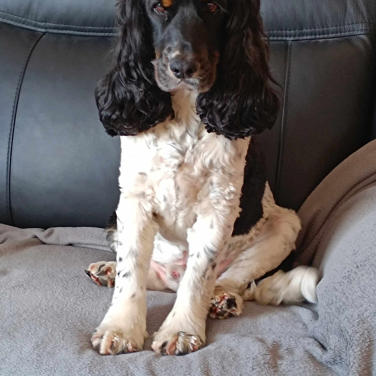 Pongo a rejoint le concours — aidez-le/la à gagner de superbes lots ! dog, black_and_white, long_ears, sitting, couch, blanket, pet, indoor, fur, animal, portrait, looking_at_camera, cozy, leather, canine, cute, companion, domestic, relaxed, friendly