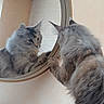 cat, mirror, reflection, fluffy, indoor, curious, feline, paw, wall, beige, wooden_beam, round_mirror, household, pet, looking, portrait, closeup, animal, domestic_cat, soft_light