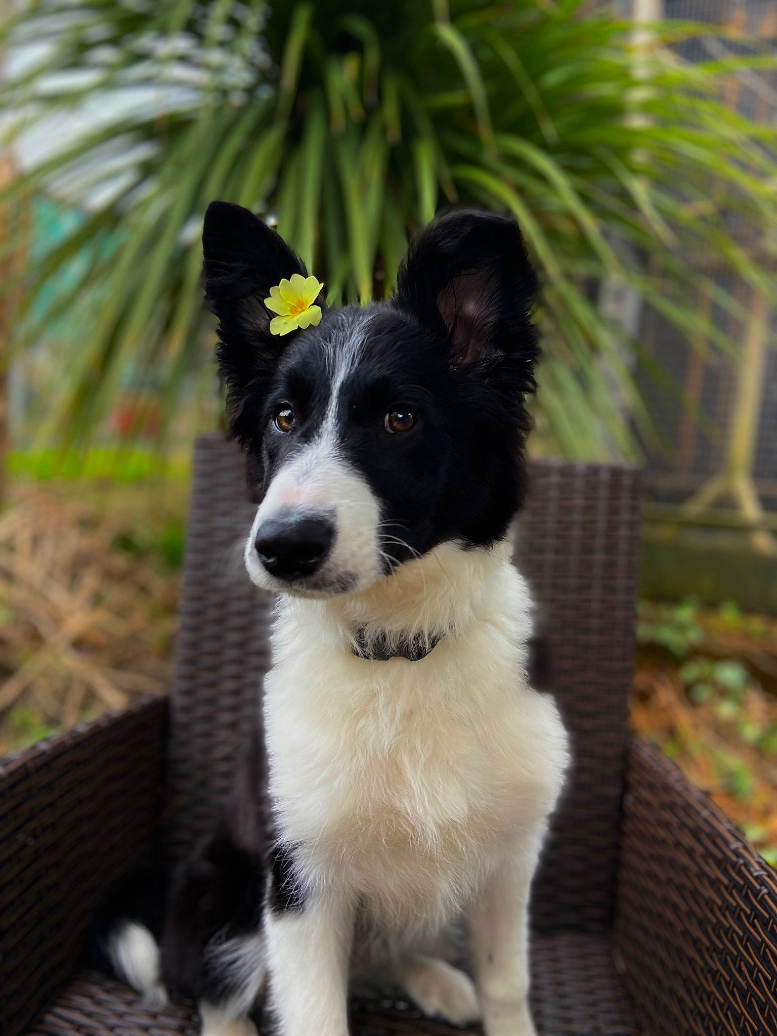 Sydney joined the competition — help win amazing prizes! art, australian_collie, border_collie, canidae, carnivore, collar, companion_dog, dog, dog_breed, dog_collar, grass, herding_dog, mcnab, outdoor_furniture, plant, snout, sporting_group, tail, whiskers, working_dog