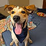 dog, smiling, tongue_out, bandana, pet, indoor, bed, blanket, happy, canine, fur, ears, nose, mouth, teeth, animal, domestic_animal, looking_at_camera, sitting, cute