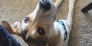 Axel is registered to the contest to win money with this photo: dog, pet, indoor, carpet, floor, canine, looking_up, ears, nose, collar, animal, domestic, curious, brown, white, black, legs, paw, person, chair