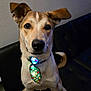 dog, pet, tie, glowing_tie, sitting, black_couch, indoor, ears, curious, brown_and_white, canine, collar, fur, tail, animal, portrait, looking_at_camera, furniture, home, cute
