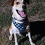 Axel is registered to the contest to win money with this photo: dog, happy, sitting, outdoor, grass, harness, pet, tongue_out, brown_and_white, canine, playful, nature, animal, friendly, alert, daylight, ground, ears, smiling, collar