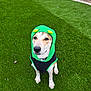 Axel joined the competition — help win amazing prizes! animal_portrait, artificial_grass, canine, collar, costume, cute, dog, domestic_animal, ears_hidden, funny_outfit, fur, grass, green_hood, looking_up, outdoor, pet, playful, sitting, smiling, yellow_eyes_hood